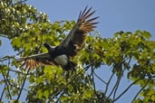 Bird taking flight