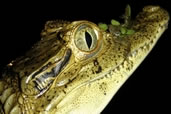 Cayman Croc in the Amazon