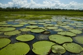 Giant lily pads along the Amazon