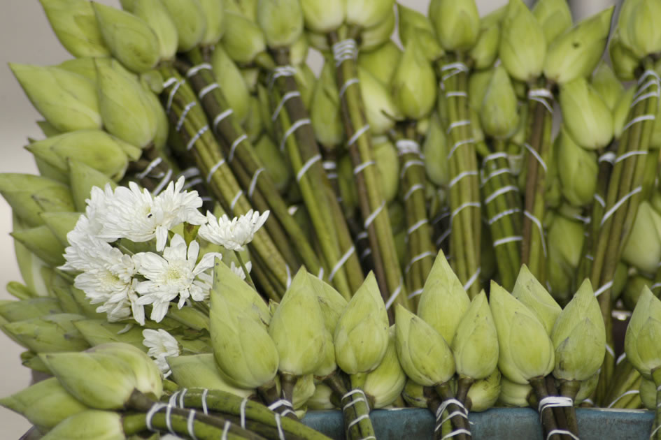 Lotus, Siem Reap