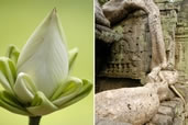 Lotus flower with its petals folded; Root growing over a temple Ta Prohm, Siem Reap