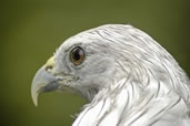 Eagle, Angkor Wat area, Siem Reap