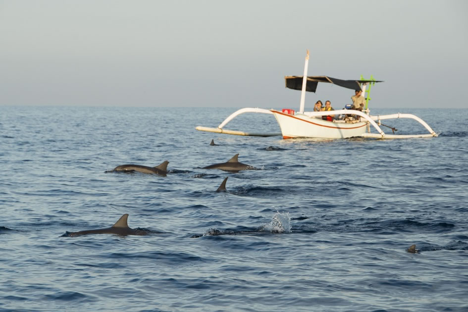 Dolphins, Lovina, Bali