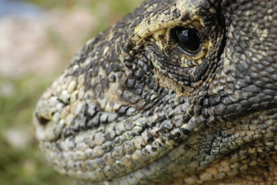 Komodo Dragon, Rincon