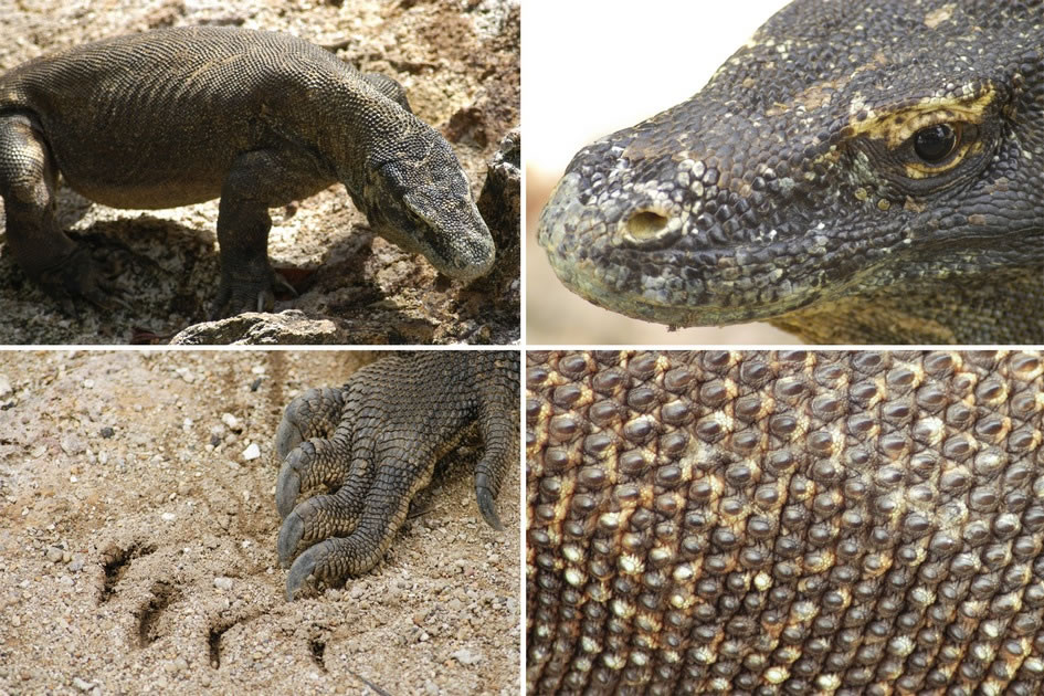 Komodo Dragons, Rincon