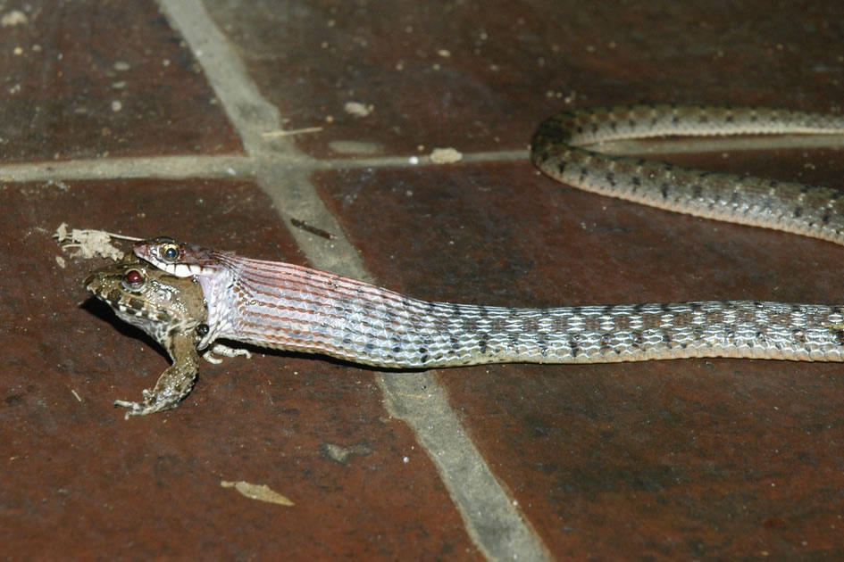 Nature’s Way, Snake vs Frog, Ubud, Bali