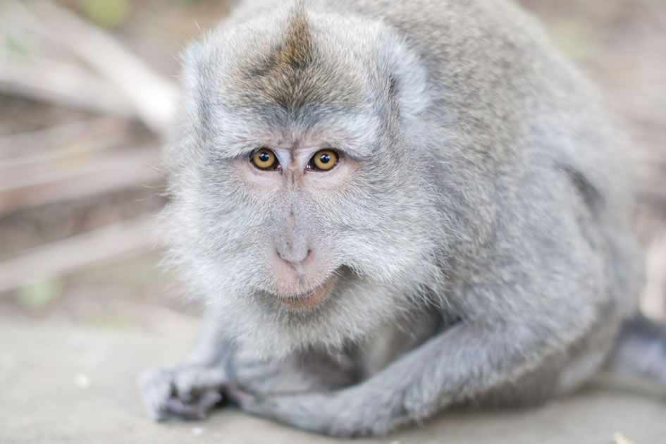 Macaque, Monkey Forest, Ubud, Bali