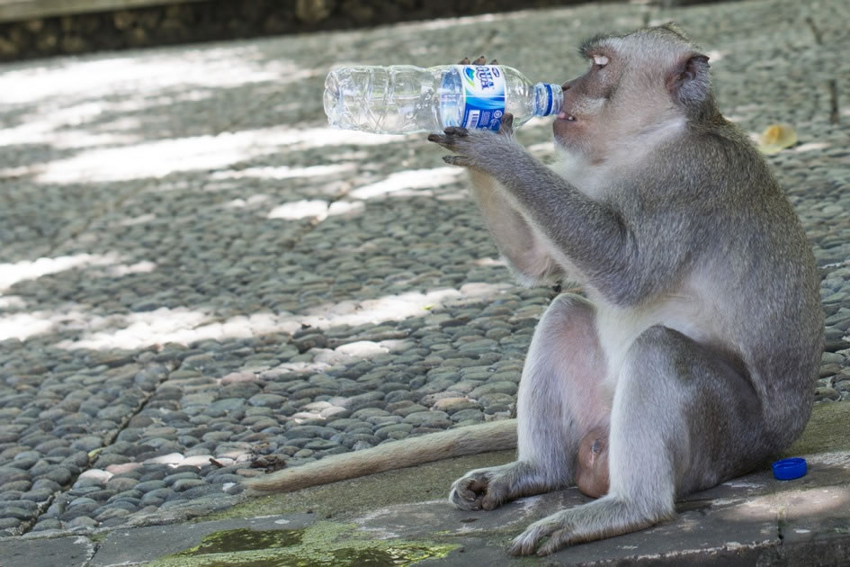 Thirsty Macaque, Uluwatu, Bali