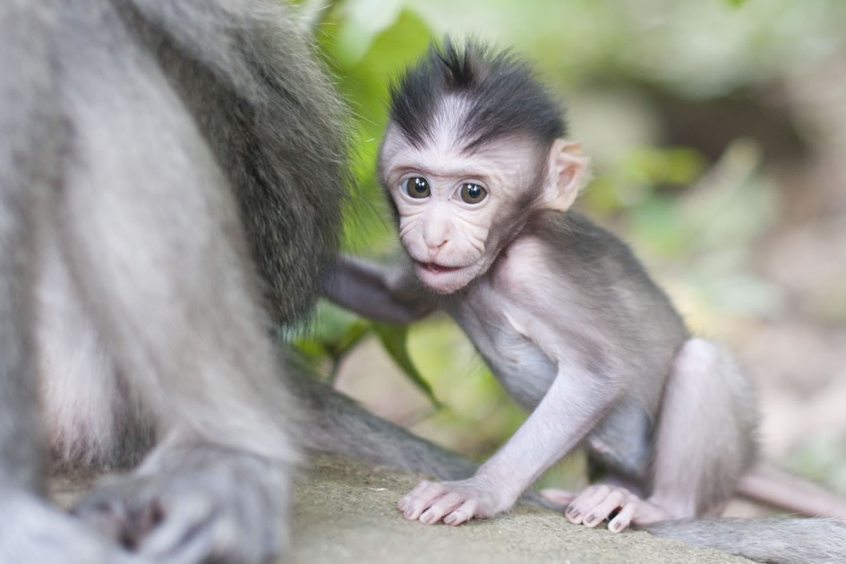 Baby Macaque, Monkey Forest, Ubud