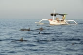 Dolphins, Lovina, Bali