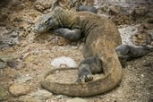 Komodo Dragon, Rincon