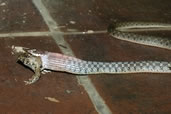 Nature’s Way, Snake vs Frog, Ubud, Bali