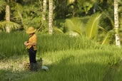 Ricefields, Bali