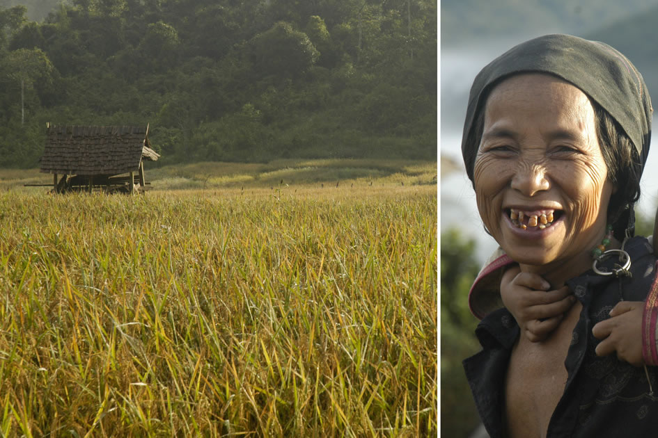 The life-blood of Akha life, rice and smiles