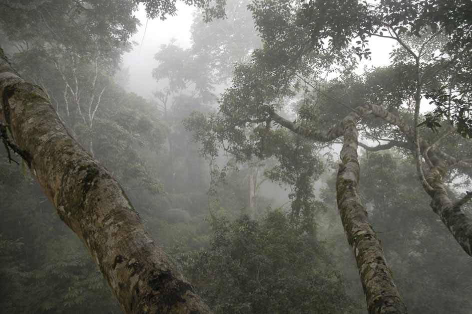 Bokeo National Park, Northern Laos