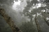 Bokeo National Park, Northern Laos