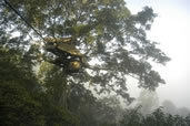 Treehouse at the Gibbon Experience, Bokeo National Park