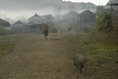A foggy morning off to work, Akha village