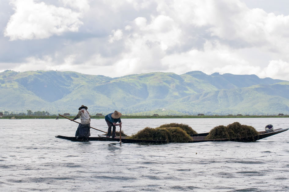 Harvest, Inle Lake