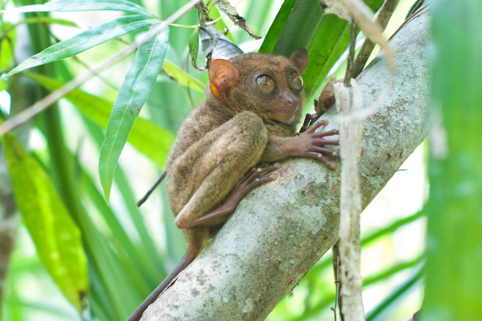 Tarsier, Bohol