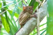 Tarsier, Bohol