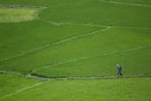 Rice fields, Sagada