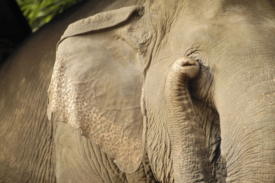 Rescued Asian Elephant Near the Golden Triangle