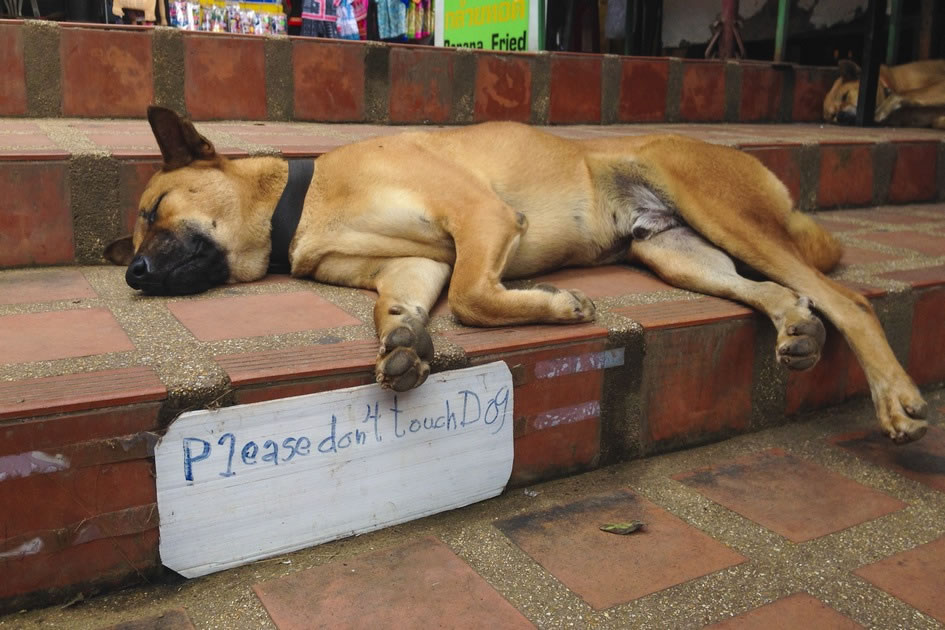 The Sign Speaks for Itself, Wat Doi Suthep, Northwest Thailand