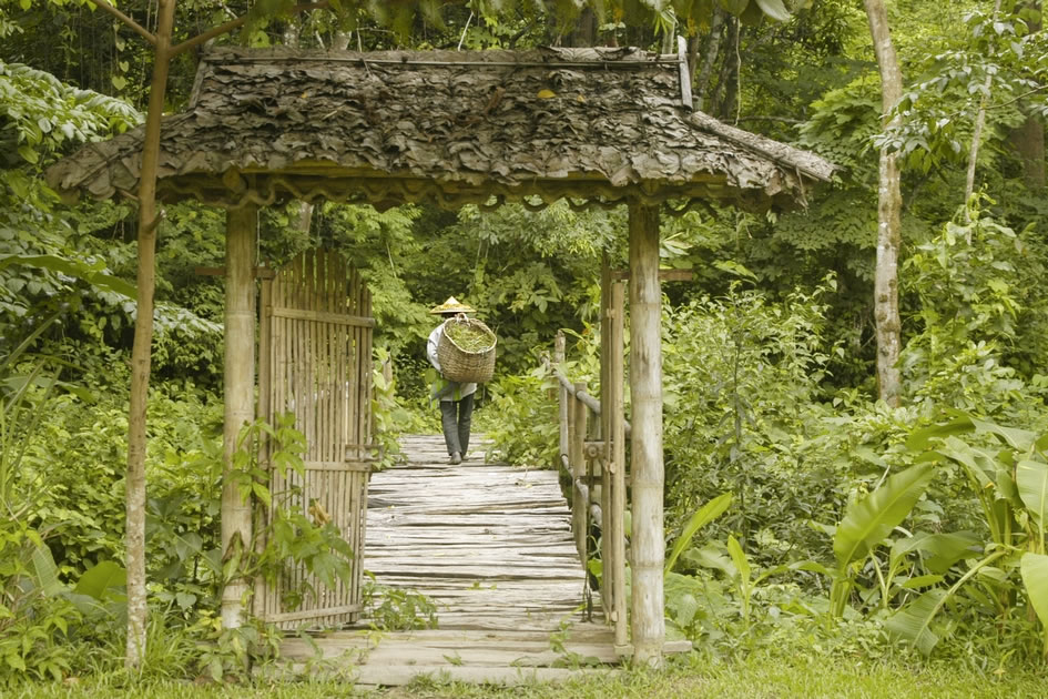 Fern Resort, Northwest Thailand