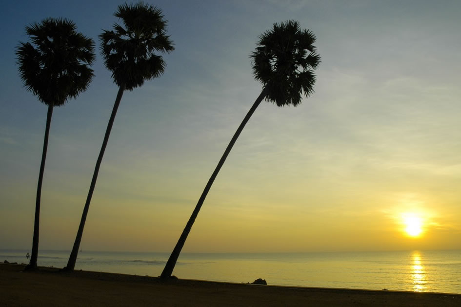 Palm Trees at Sunset, Hua Hin
