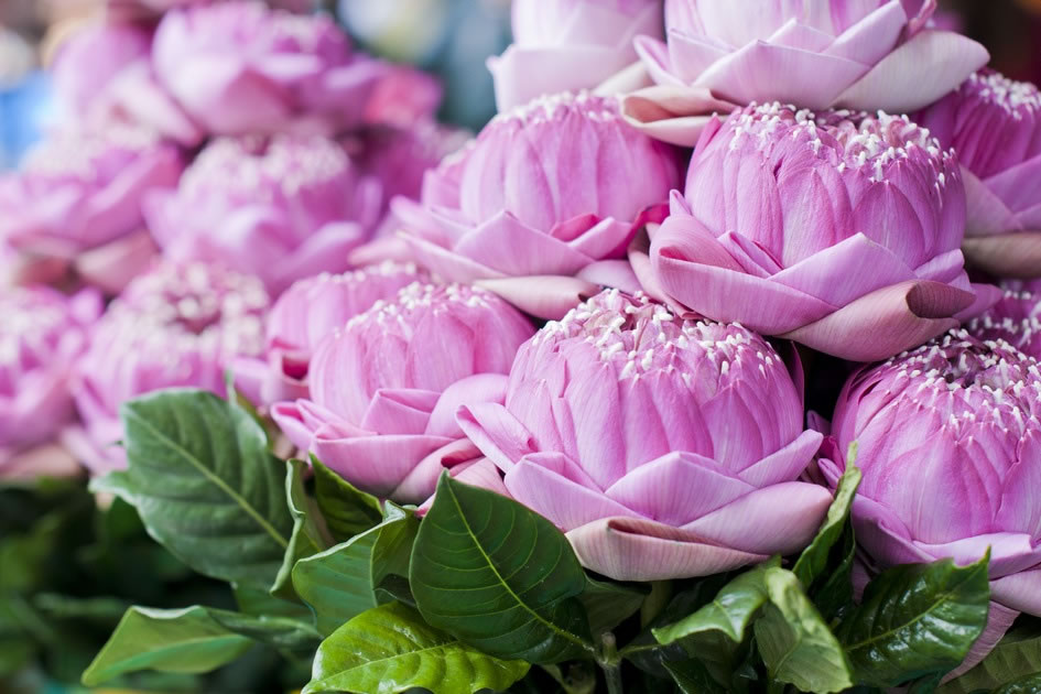 Lotus Flowers at the Bangkok Flower Market