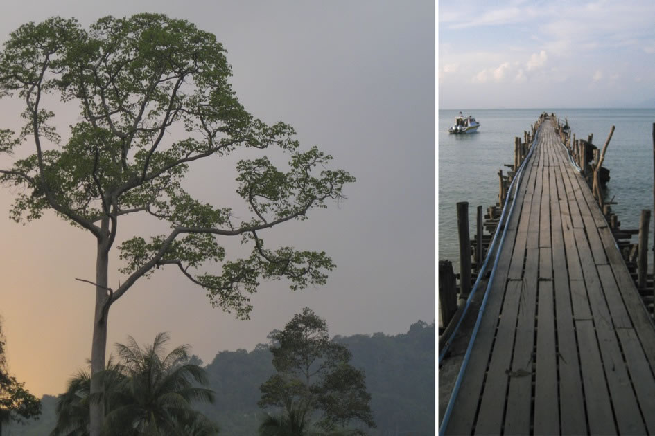 Giant Jungle Tree, Koh Phangan; Maenam Pier, Koh Samui