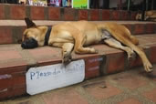 The Sign Speaks for Itself, Wat Doi Suthep, Northwest Thailand