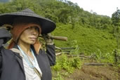 Karen Hilltribe Woman tending the farm, Northwest Thailand