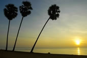 Palm Trees at Sunset, Hua Hin