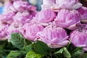 Lotus Flowers at the Bangkok Flower Market
