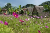 Wildflowers in Pai