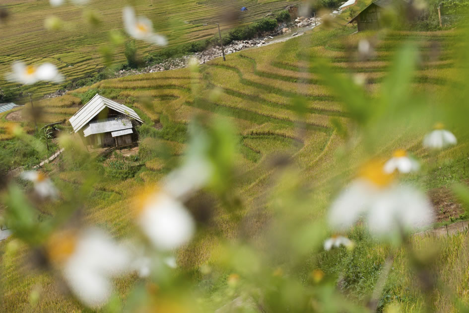 House in the rice field, Sapa
