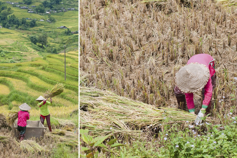 Rice harvest, Sapa