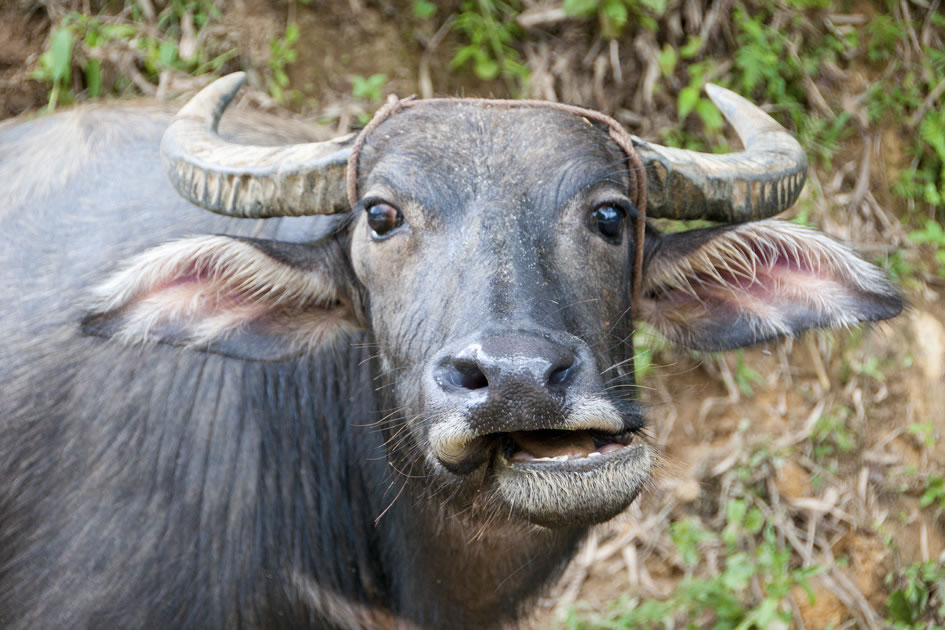 Water buffalo, Sapa