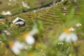 House in the rice field, Sapa