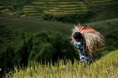 Hard working boy harvesting rice, Sapa