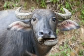 Water buffalo, Sapa