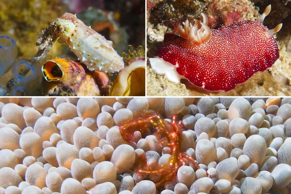 Pigmy Cuttlefish, Reticulated Nudibranch & Hairy Crab, Raja Ampat, Indonesia