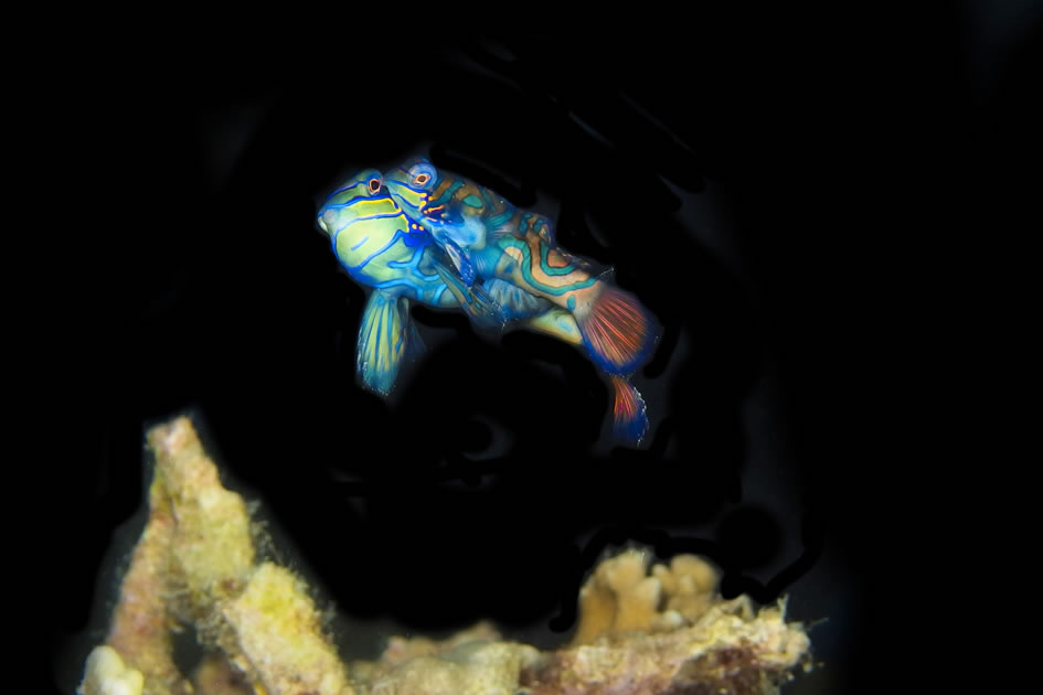 Mandarin fish mating, Malapascua, Philippines