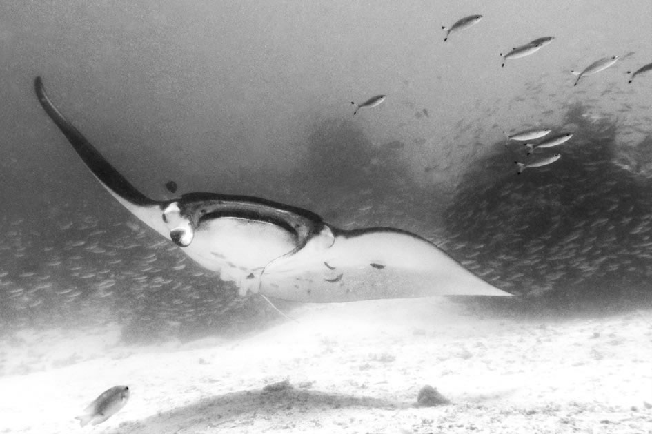 Manta cleaning station, Raja Ampat, Indonesia