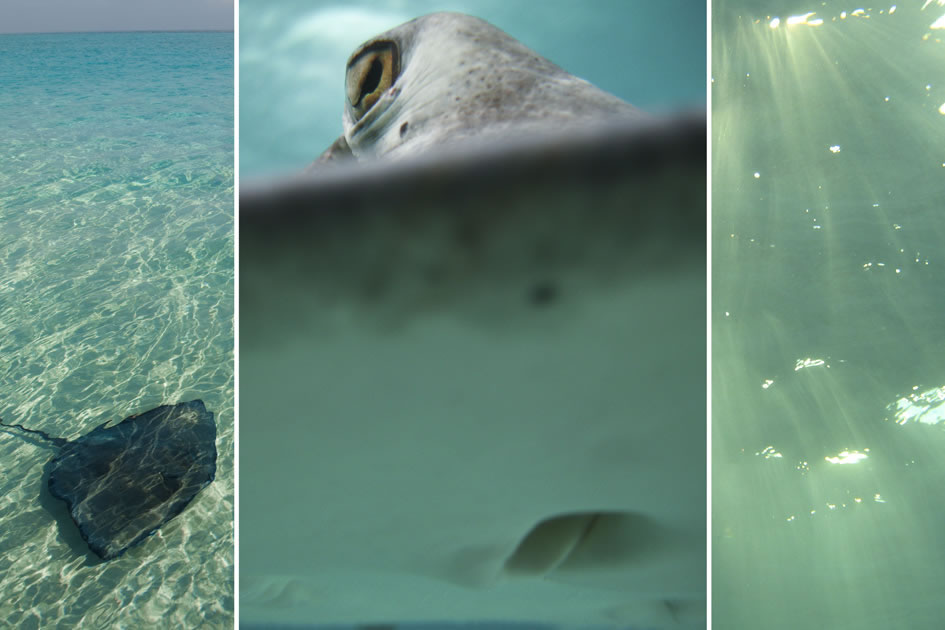 Southern Atlantic Stingray, Grand Cayman, Cayman Islands