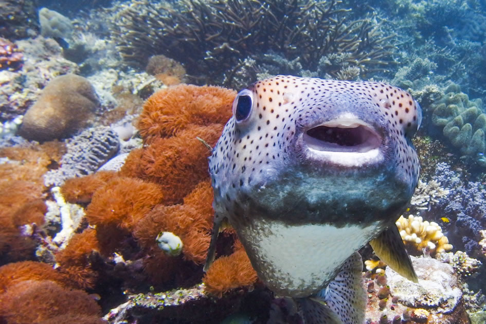 The Curious Puffer, Raja Ampat, Indonesia