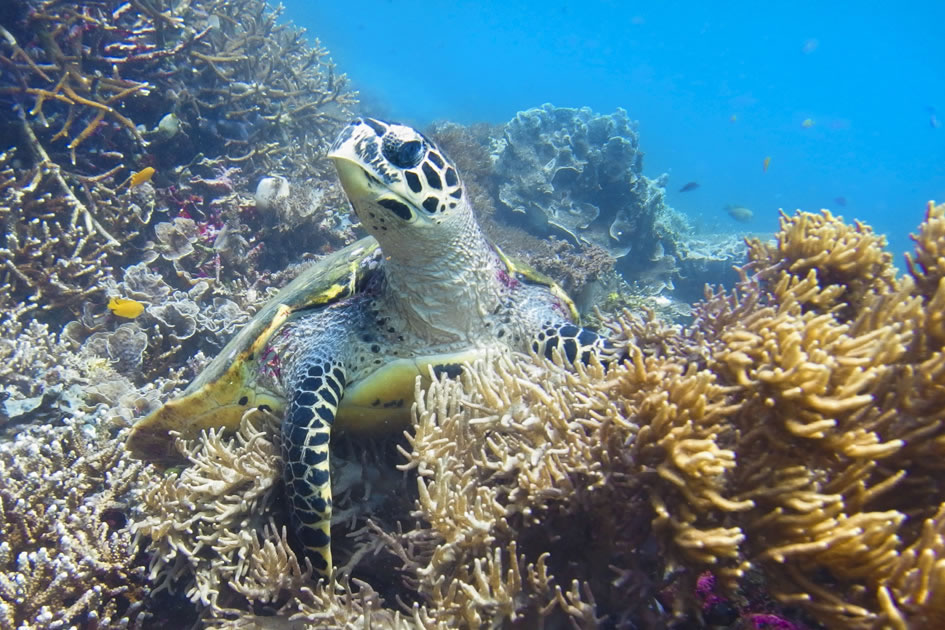 Hawksbill Turtle, Raja Ampat, Indonesia