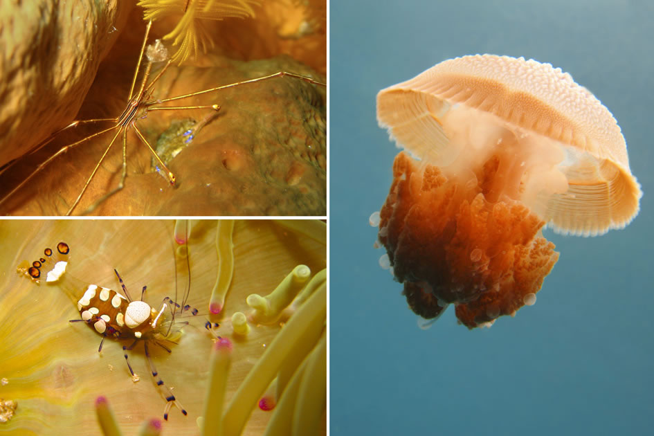 Orange Critters, Little Cayman, Cayman Islands & Sail Rock, Thailand